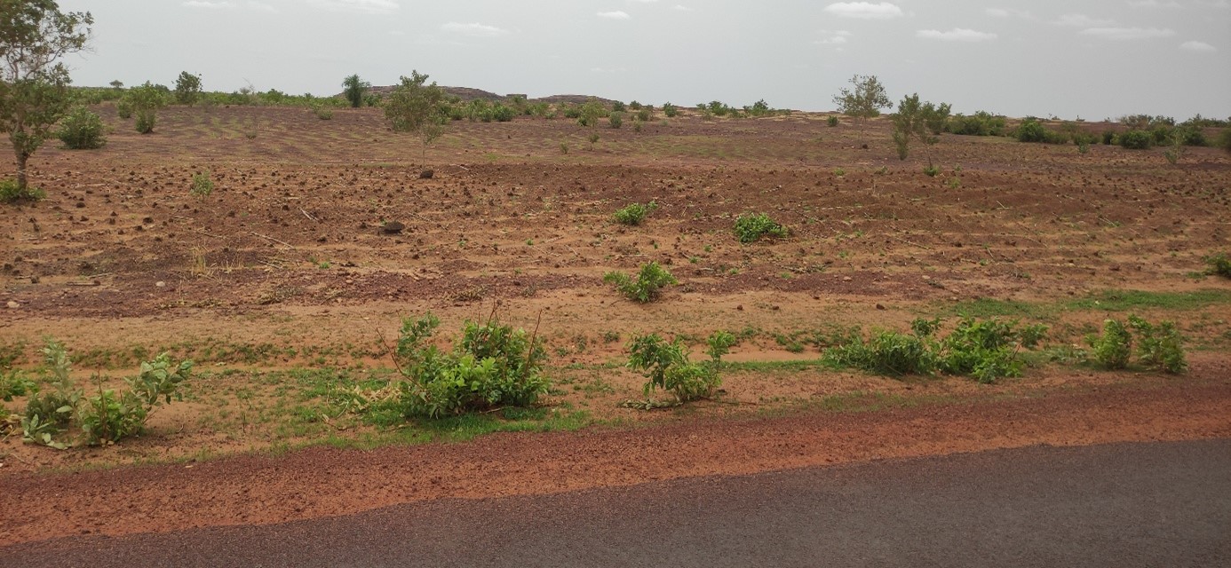 Mopti : l'absence des pluies complique le début de la campagne agricole