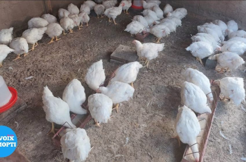  Mopti : l’élevage des poulets de chair a le vent en poupe chez les jeunes