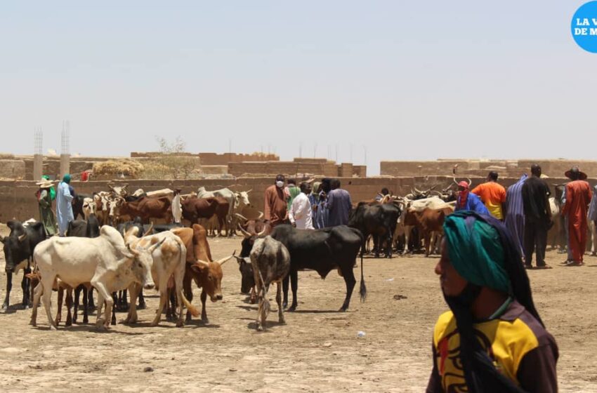  Mopti : Ramadan 2023, peu d’affluence dans les marchés à bétail